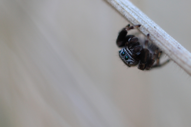 macro 2016-09-18.JPG